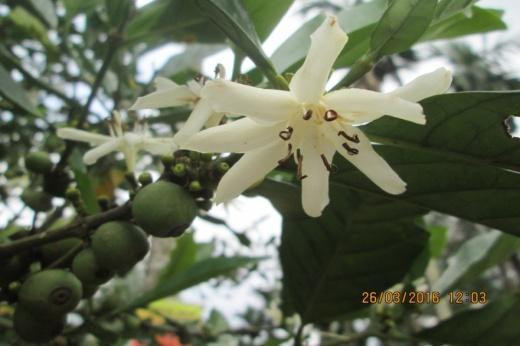 Bunga kopi